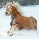 Pony Chalet