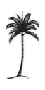 Palm Noosa AU