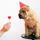 paradepets.com