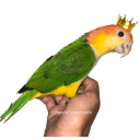 Parrotcrown