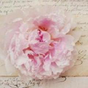 Peony & Mint