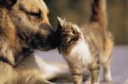 Pet Discounters