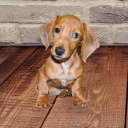 Petland Pensacola