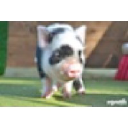 petpiggies.co.uk