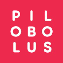 pilobolus.org
