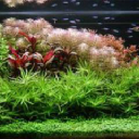 PLANTIBER