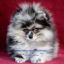 Company logo for pomerania.online