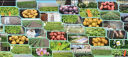 Valley Tissue Culture