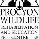 Procyon Wildlife logo