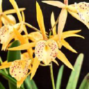SCEA DE L ORCHIDIUM