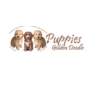 Puppies Golden Doodle