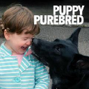 PuppyPurebred