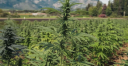 purehempfarms.com