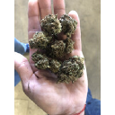 PG  Avatar
