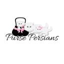 Purse Persians Kittens