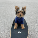 Redriveryorkies