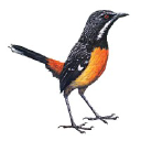 birdwatchersdigest.com