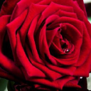 rosebudflowers.com