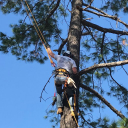 Samuel's Trees Inc.