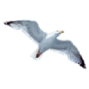 seabird-marine.com