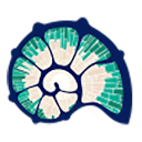 The Seashell Company