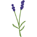 Logo for sequimlavender.org