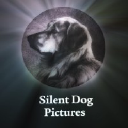 Silent Dog Pictures