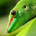 Slitherinreptiles