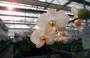 South Pacific Orchids , Inc.