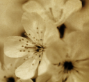 The Spa Room logo