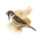 sparrowassoc.com