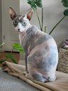Sphynxbambinos4ever