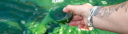 Spiruline des îles d'or