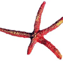 starfishenergy.org
