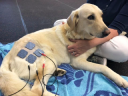 Steel City Canine Rehabilitation & Sports Medicine