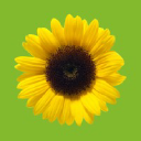 sunflower-marketingservices.co.uk