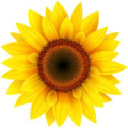 sunflower.com.pk