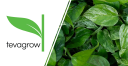 Tevagrow logo