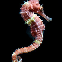 the-seahorse.co.uk