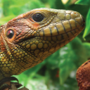 The Reptile Hotel