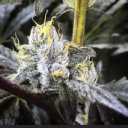 The Stash Box Recreational Marijuana Store - Auburn Logo