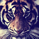 Tiger Entertainment