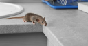 Tristatepestmgt