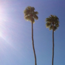 Two Palms