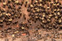 ultimatetermitecontrol.com Logo