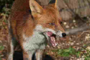 Pest - Go Limited (Urban Fox Control London)