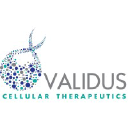 Validus Cellular Therapeutics