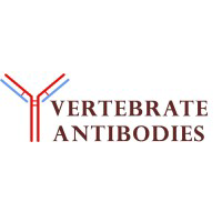 Vertebrate Antibodies
