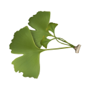 VILLAS GINKGOS - BIEN VIVRE CHEZ SOI