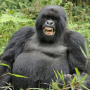 Virungaparkcongo